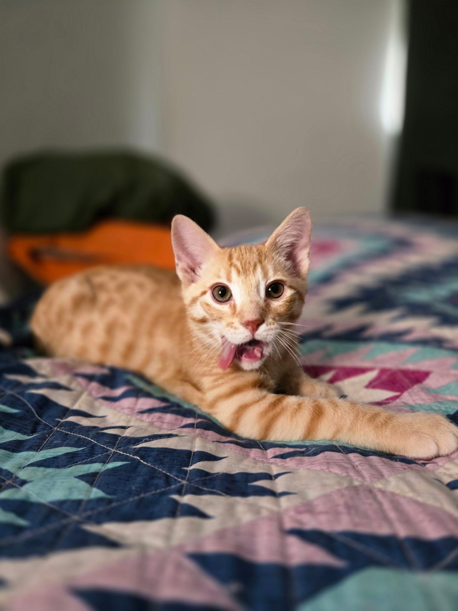 Enlarge Anakin, a ADOPTABLE Domestic Short Hair in Pocatello, ID image 1/4