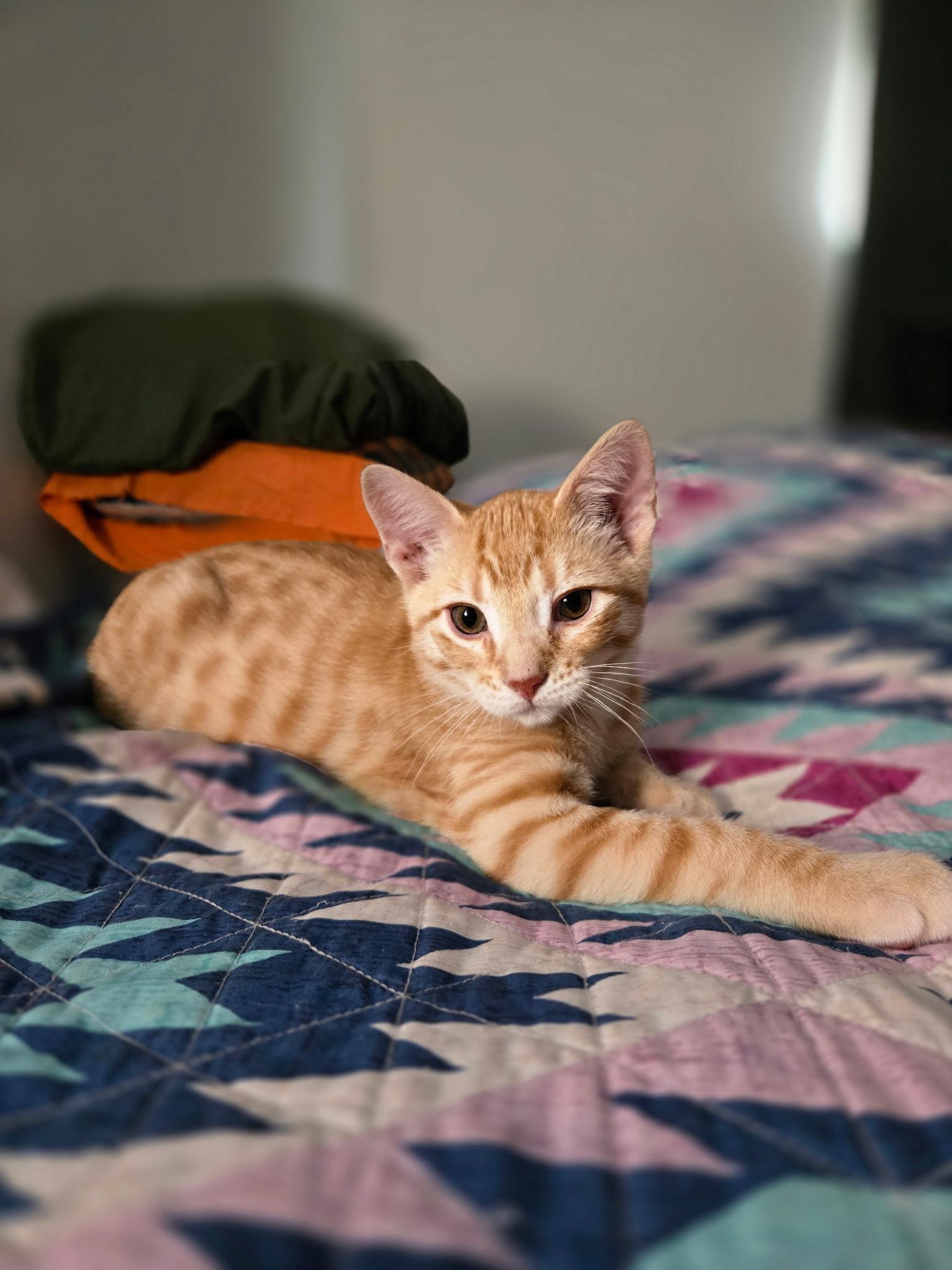 Enlarge Anakin, a ADOPTABLE Domestic Short Hair in Pocatello, ID image 3/4