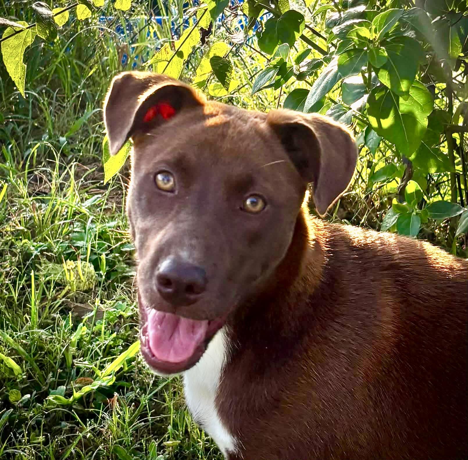 Duchess, a Adoptable mixed breed in Brattleboro , VT image 5/6
