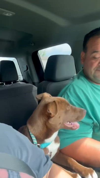 Enlarge Duchess, a Adoptable mixed breed in Brattleboro , VT video 3/6