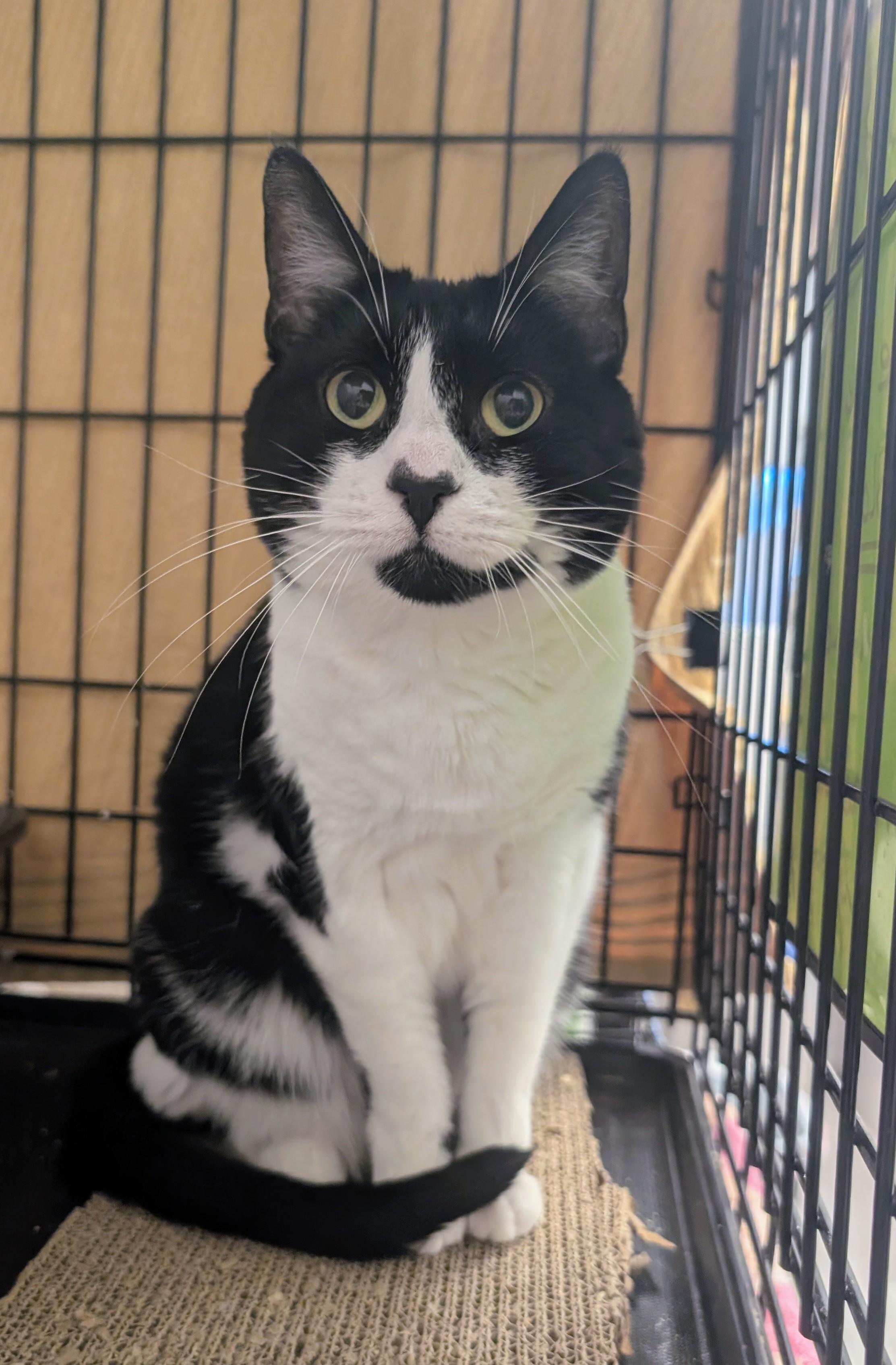Enlarge Jilly, a Adoptable Domestic Short Hair in Palm Harbor, FL image 1/1