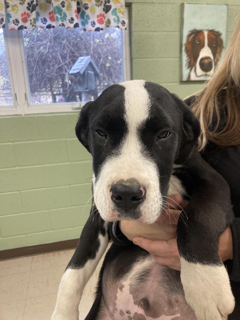 Pinto, Adoptable, Puppy Male American Staffordshire Terrier & Mixed Breed.