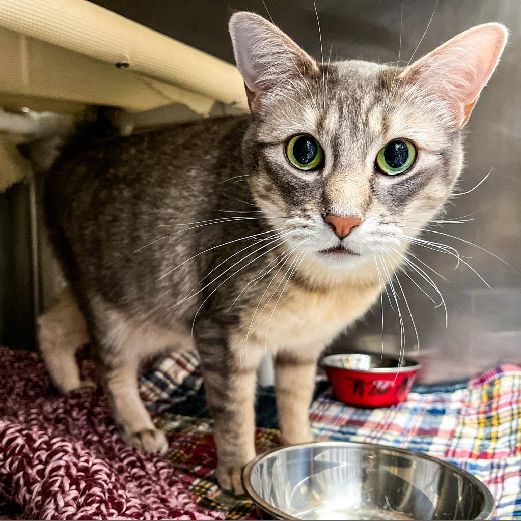 Aries, Adoptable, Senior Female Domestic Short Hair.