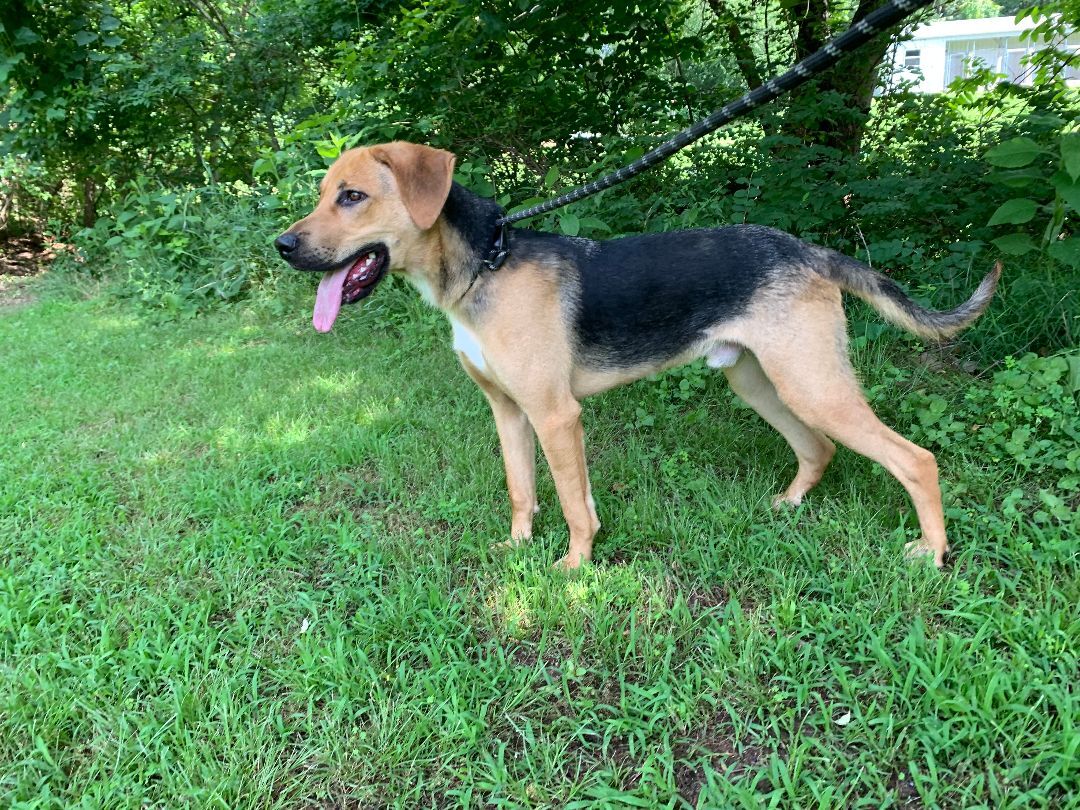 Enlarge Diaz, an adoptable mixed breed in Tahlequah, OK image 1/6