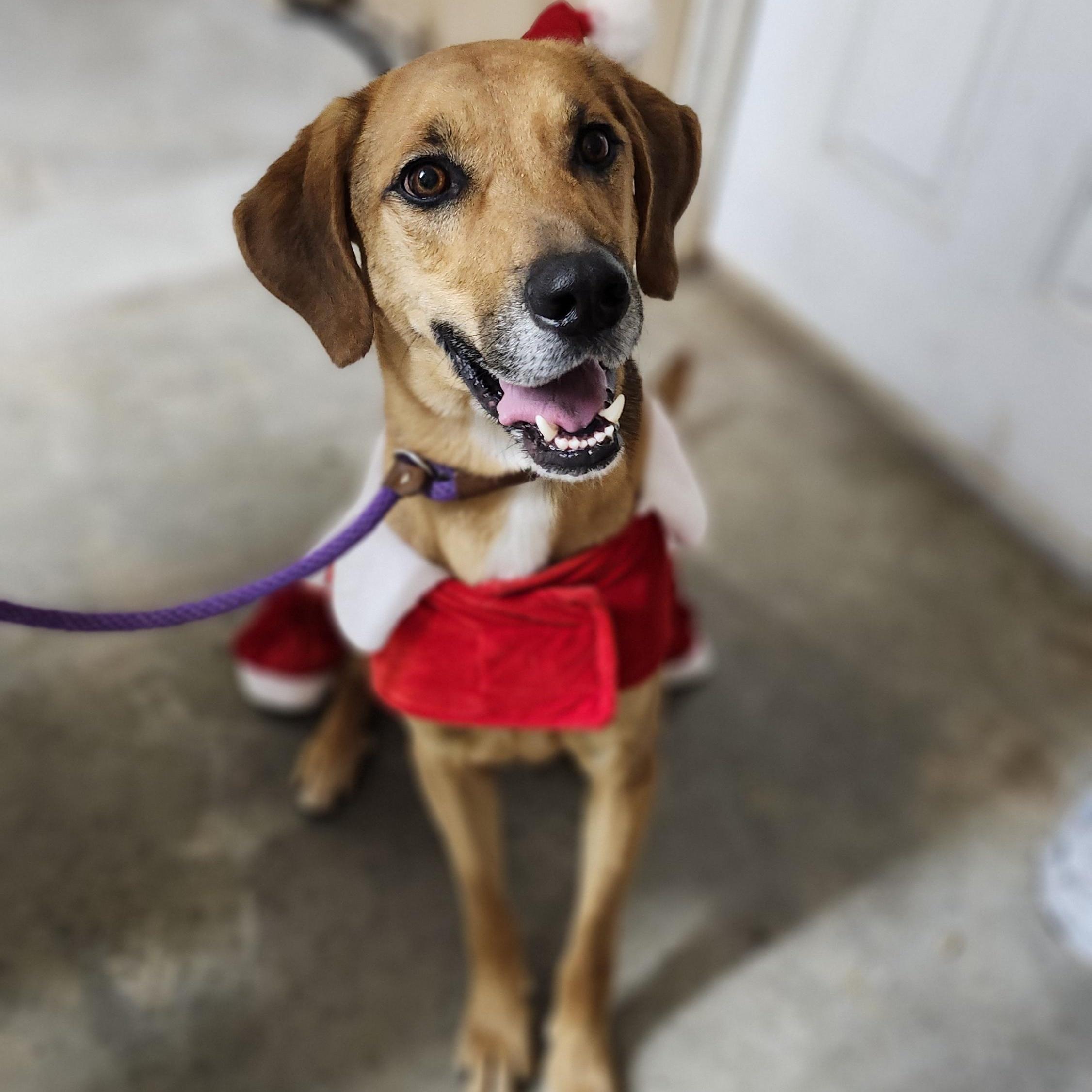 Enlarge Diaz, an adoptable mixed breed in Tahlequah, OK image 1/6