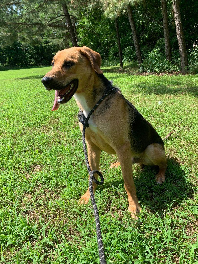 Enlarge Diaz, an adoptable mixed breed in Tahlequah, OK image 5/6