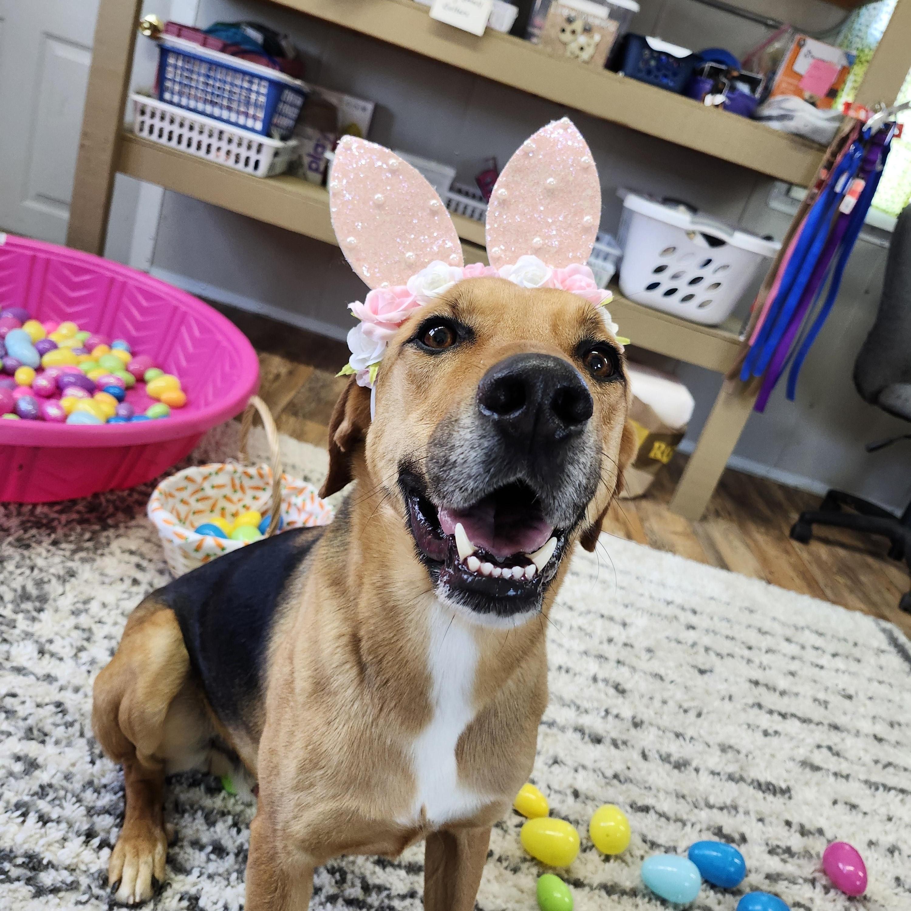 Enlarge Diaz, an adoptable mixed breed in Tahlequah, OK image 4/6