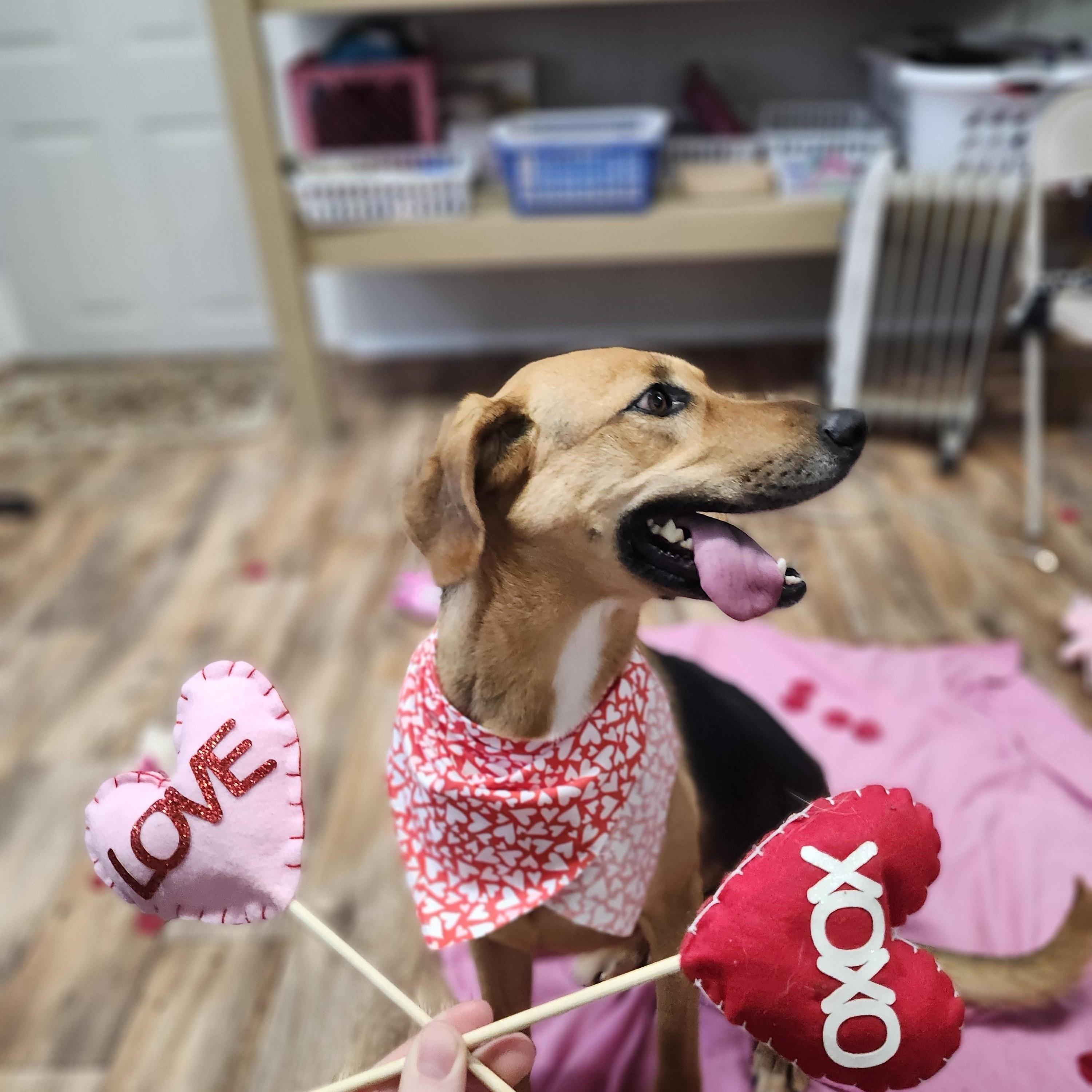 Enlarge Diaz, an adoptable mixed breed in Tahlequah, OK image 2/6