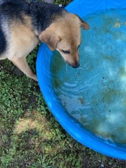 Enlarge Diaz, an adoptable mixed breed in Tahlequah, OK image 3/6