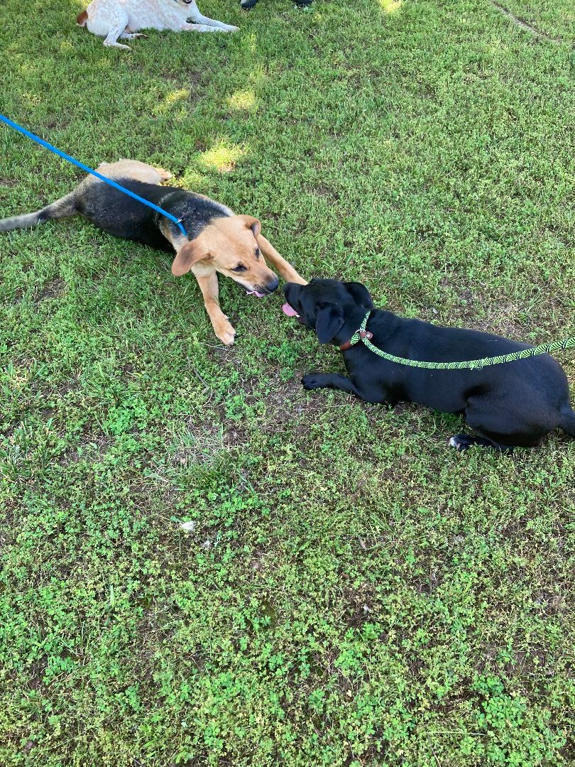 Enlarge Diaz, an adoptable mixed breed in Tahlequah, OK image 6/6