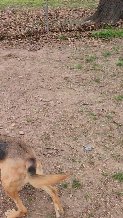 Enlarge Diaz, an adoptable mixed breed in Tahlequah, OK video 6/6