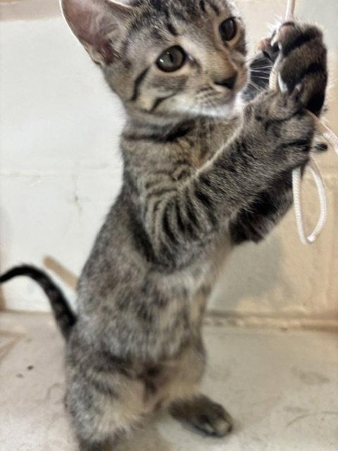 Lolly, Adoptable, Kitten Female Domestic Short Hair & Tabby.
