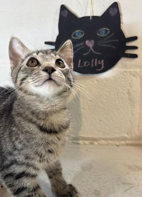 Lolly, a Adoptable mixed breed in Wheaton, IL image 2/3