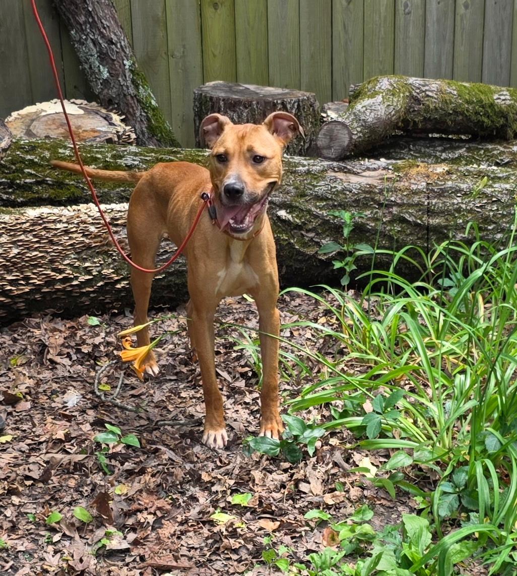 Enlarge Carlos, a Adoptable mixed breed in bauxite, AR image 3/3