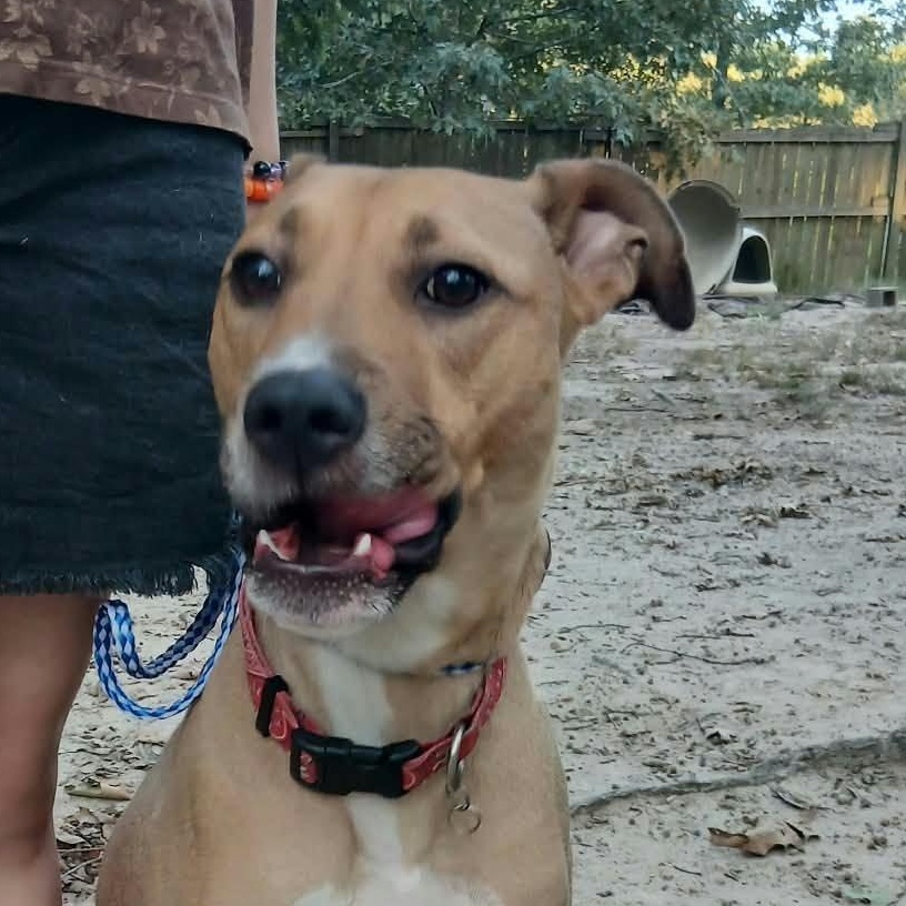 Carlos, Adopted, Adult Male Black Mouth Cur & Labrador Retriever.