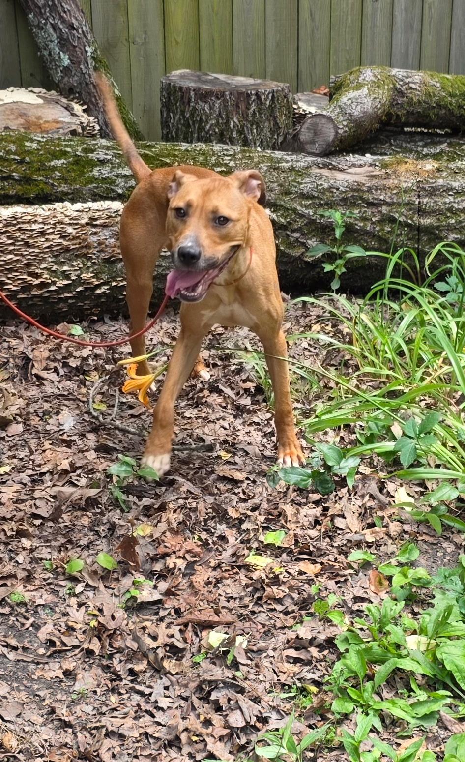 Enlarge Carlos, a Adoptable mixed breed in bauxite, AR image 2/3