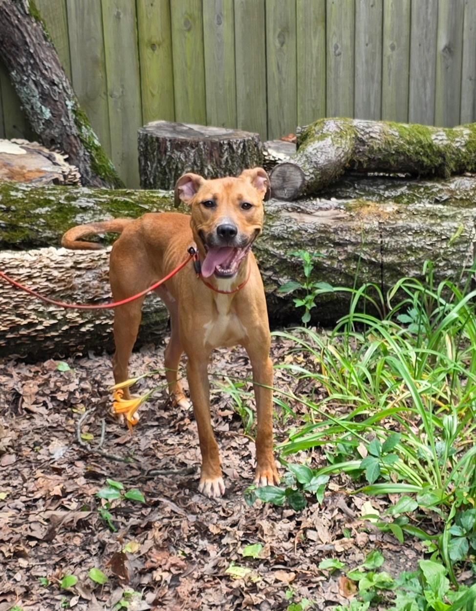 Enlarge Carlos, a Adoptable mixed breed in bauxite, AR image 1/3