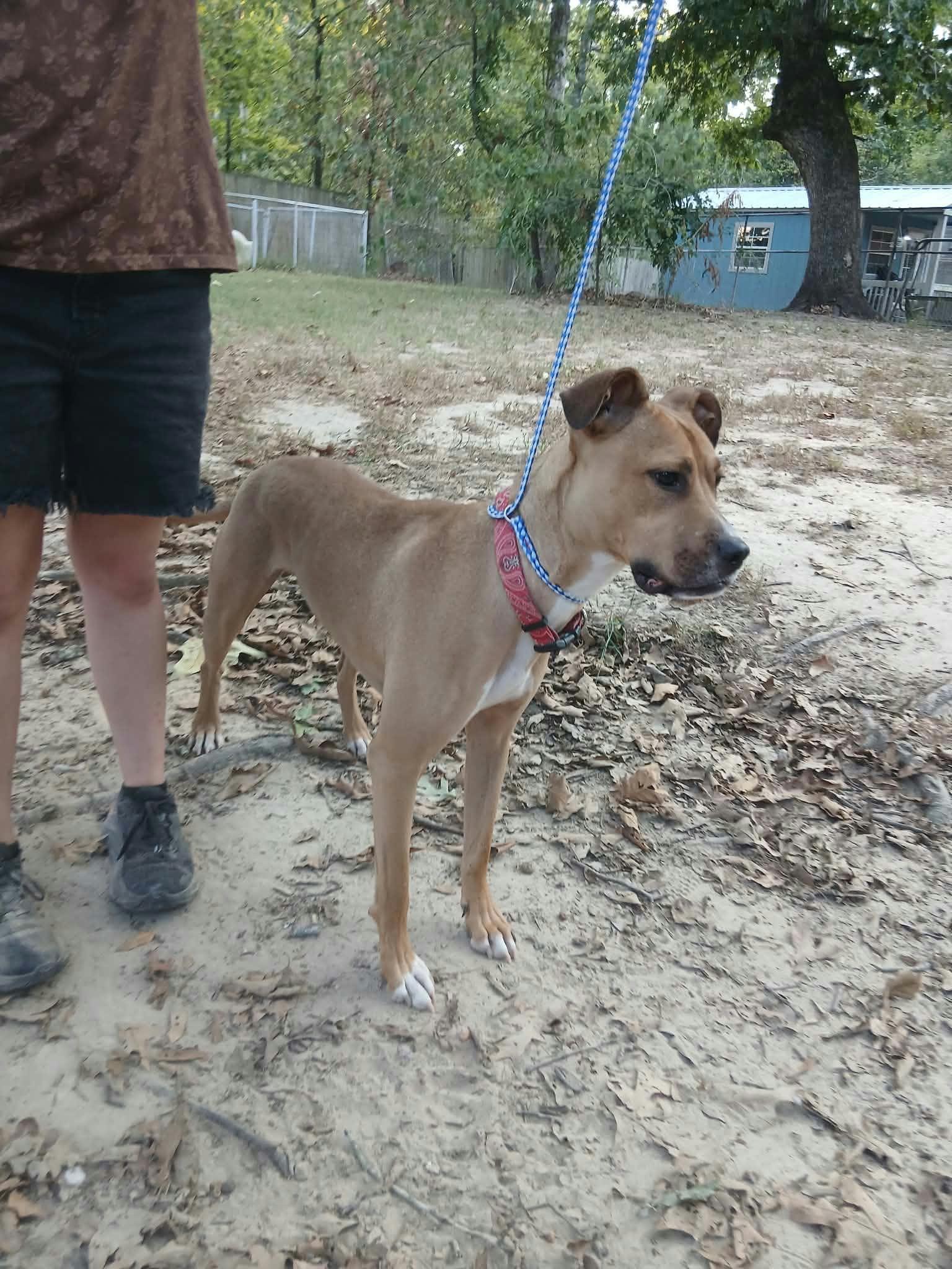 Enlarge Carlos, a Adopted mixed breed in bauxite, AR image 3/3