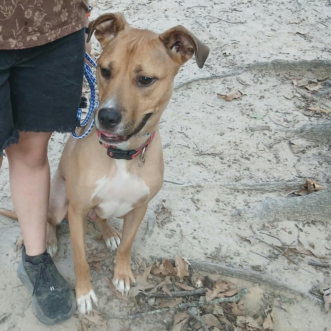 Enlarge Carlos, a Adopted mixed breed in bauxite, AR image 2/3