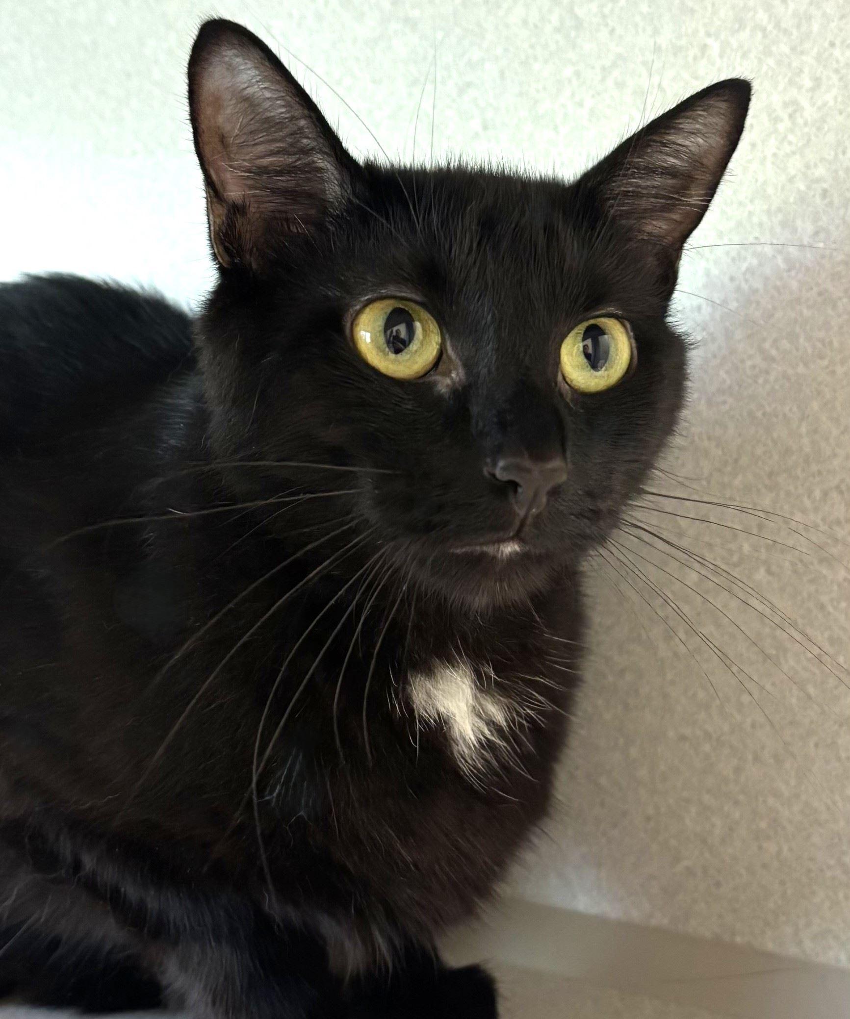 Weiss, a ADOPTABLE Domestic Short Hair in Iowa City, IA image 2/2