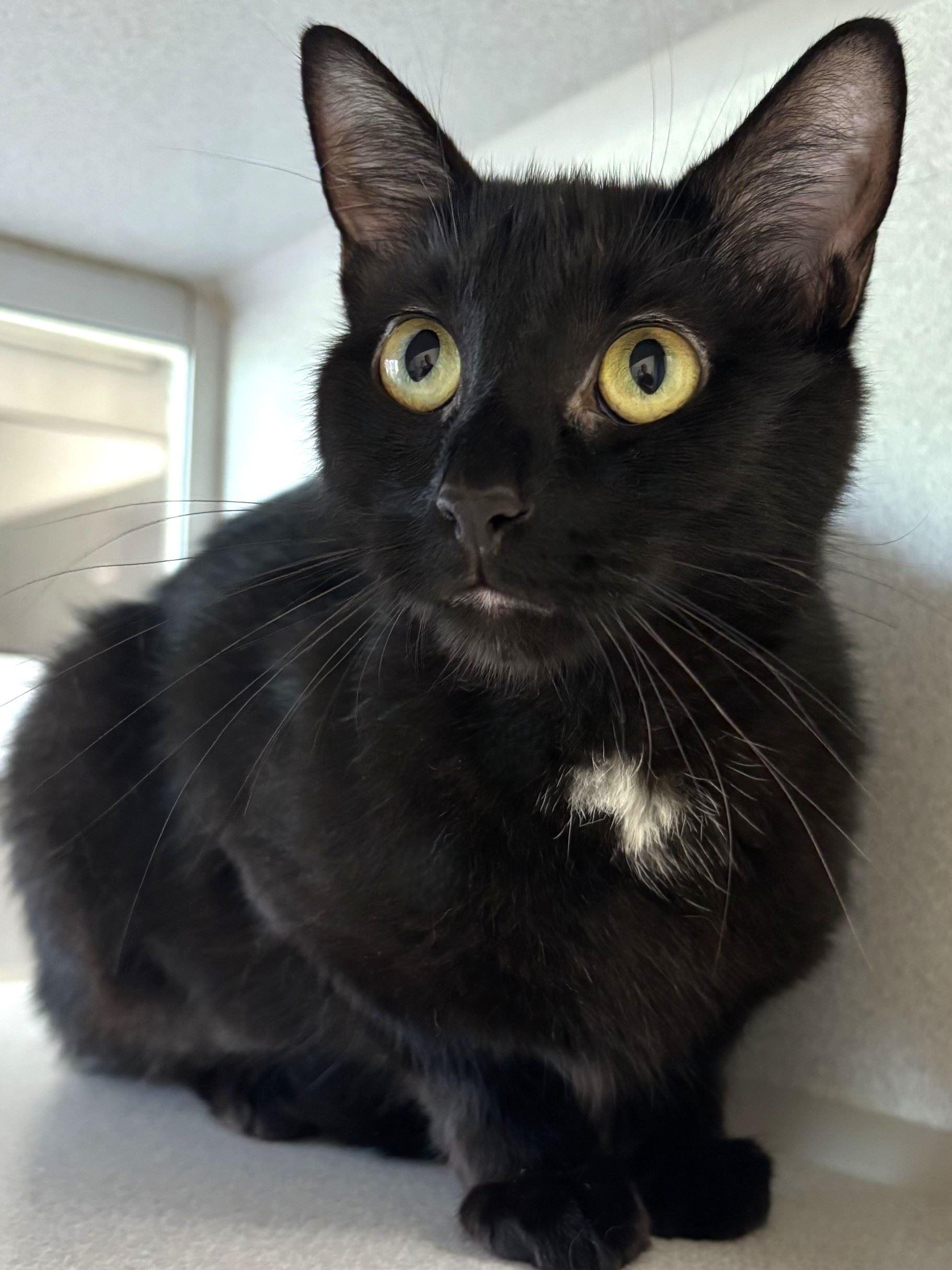 Weiss, a ADOPTABLE Domestic Short Hair in Iowa City, IA image 1/2