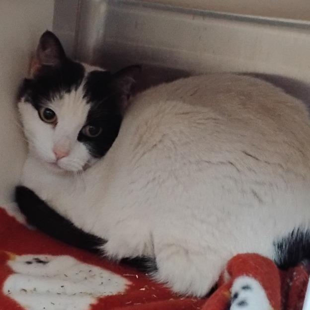 Avery, a Adoptable Domestic Short Hair in Cedaredge, CO image 1/2