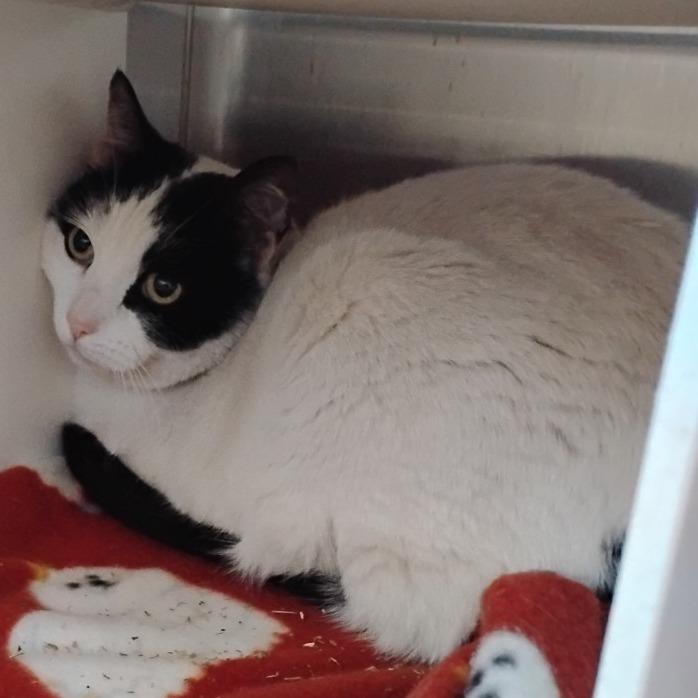 Avery, a Adoptable Domestic Short Hair in Cedaredge, CO image 2/2