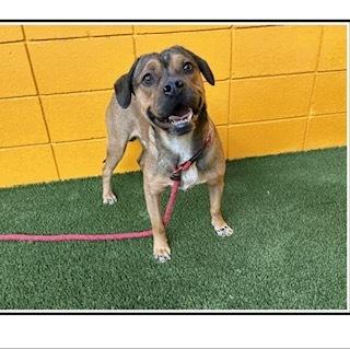 Rocko, Adopted, Young Male American Bulldog & Cattle Dog.