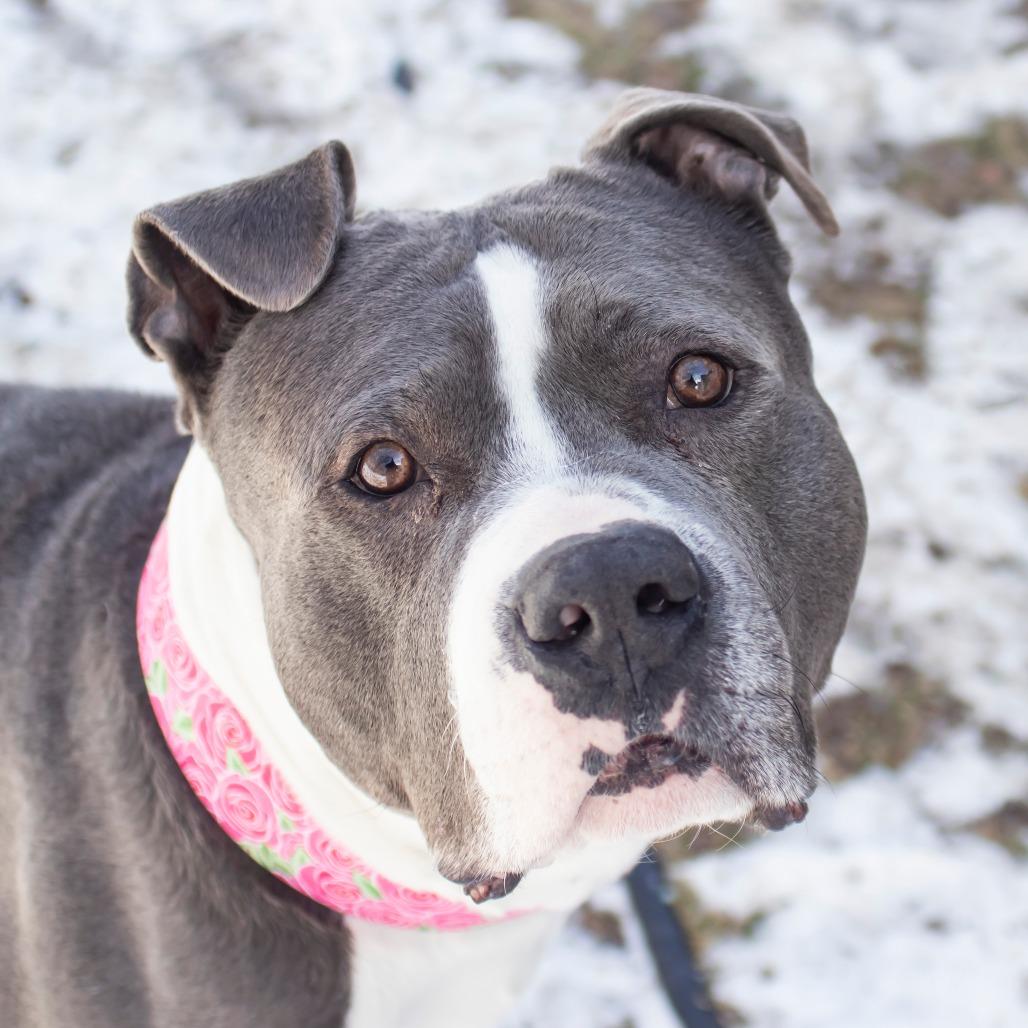 Enlarge Beau, a Adoptable Mixed Breed in Middletown, RI image 1/1