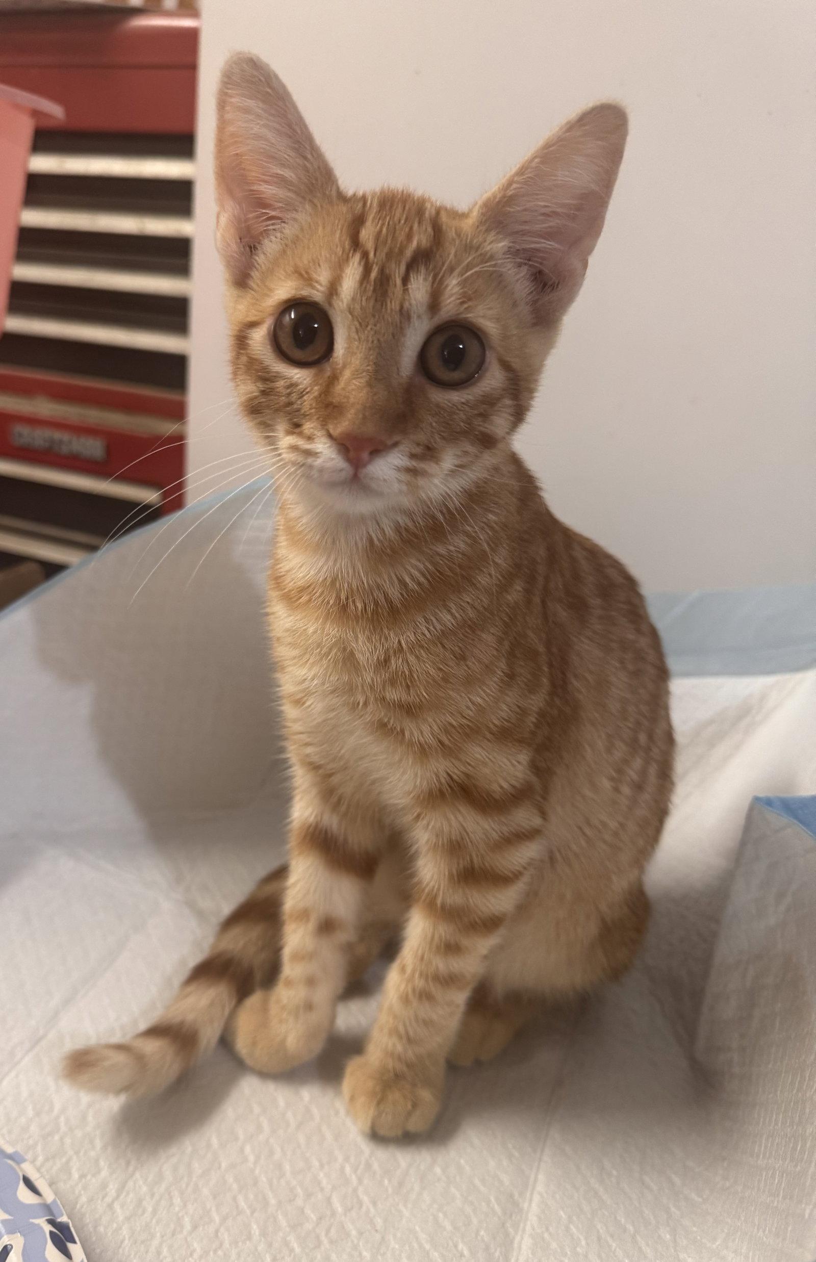 Enlarge Goldie ( AV), a Adoptable mixed breed in Vallejo, CA image 2/3
