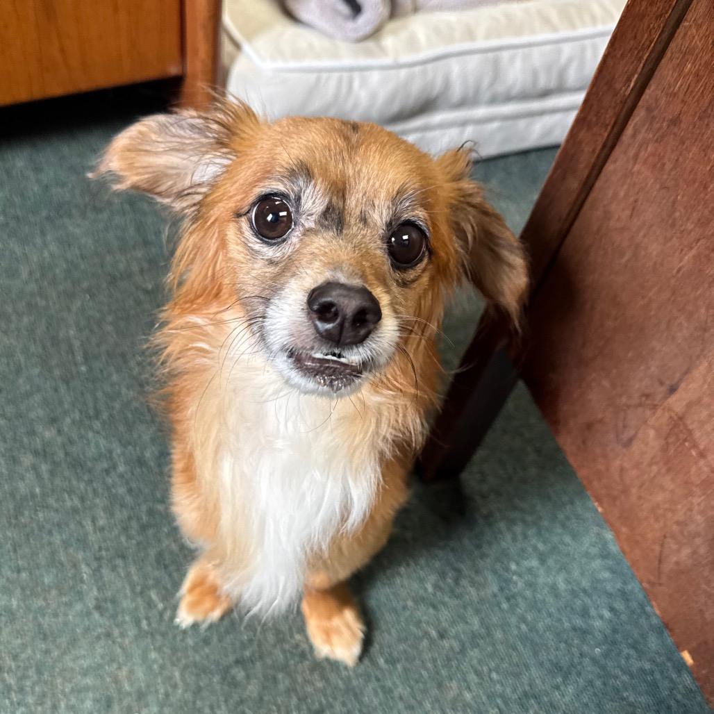Enlarge Louie, a Adoptable Chihuahua in Austell, GA image 2/6