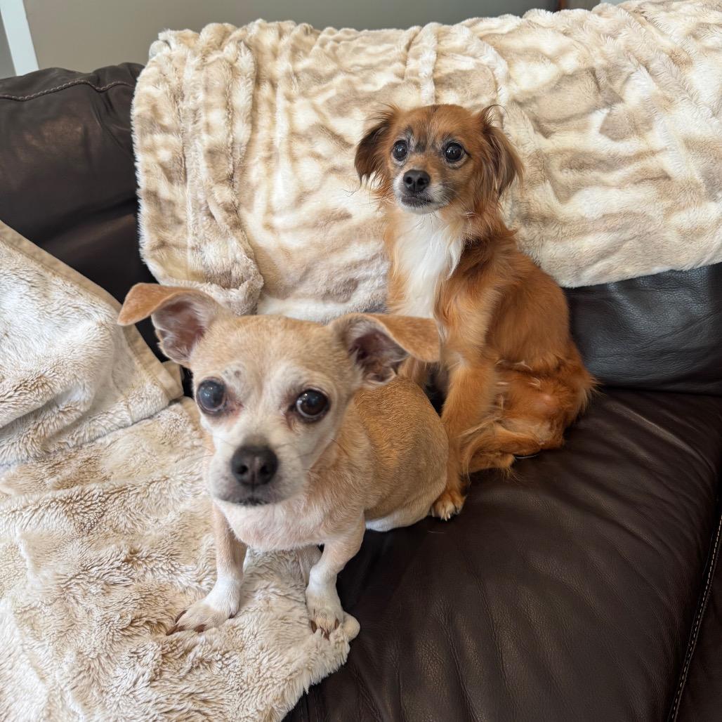 Enlarge Louie, a Adoptable Chihuahua in Austell, GA image 3/6