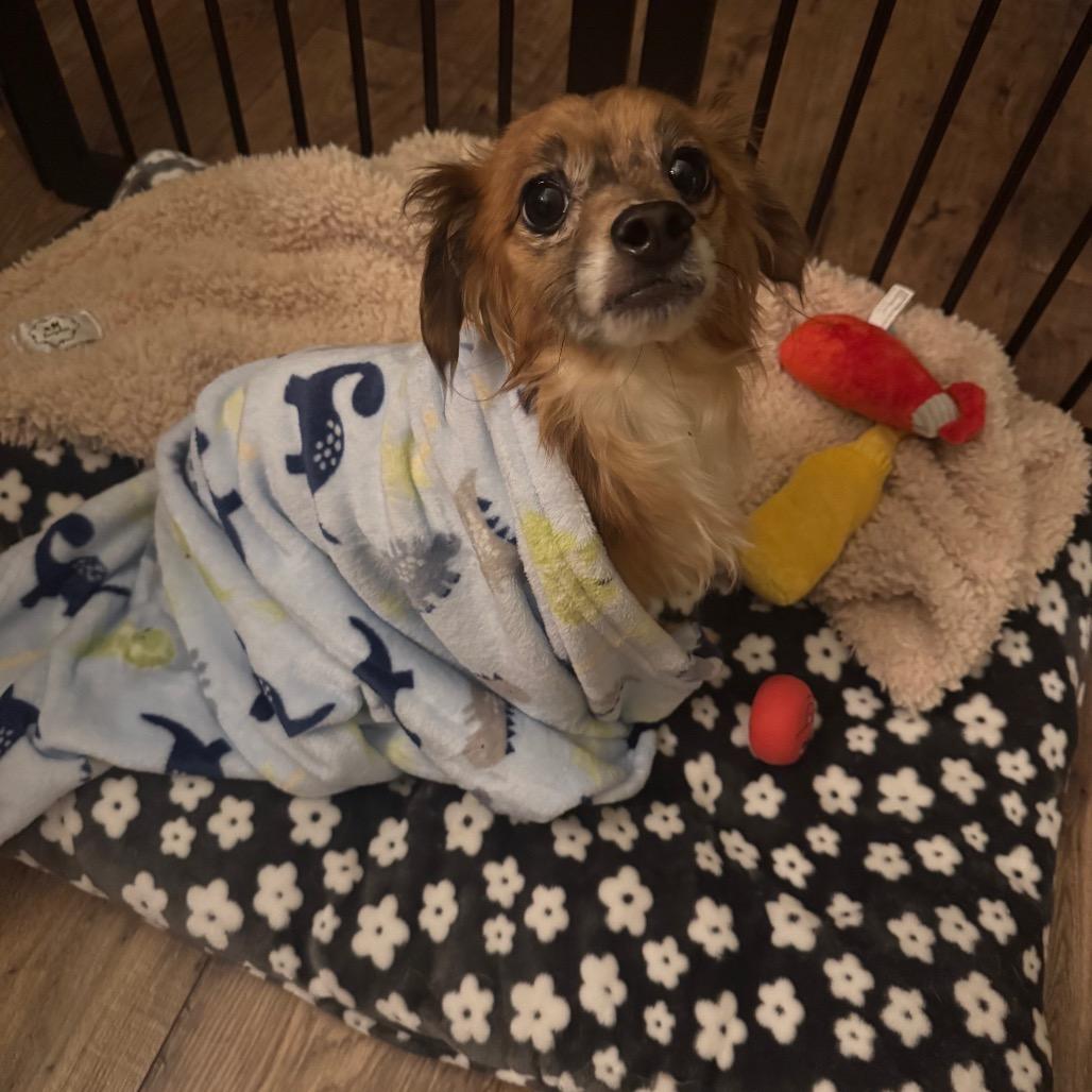 Enlarge Louie, a Adoptable Chihuahua in Austell, GA image 6/6