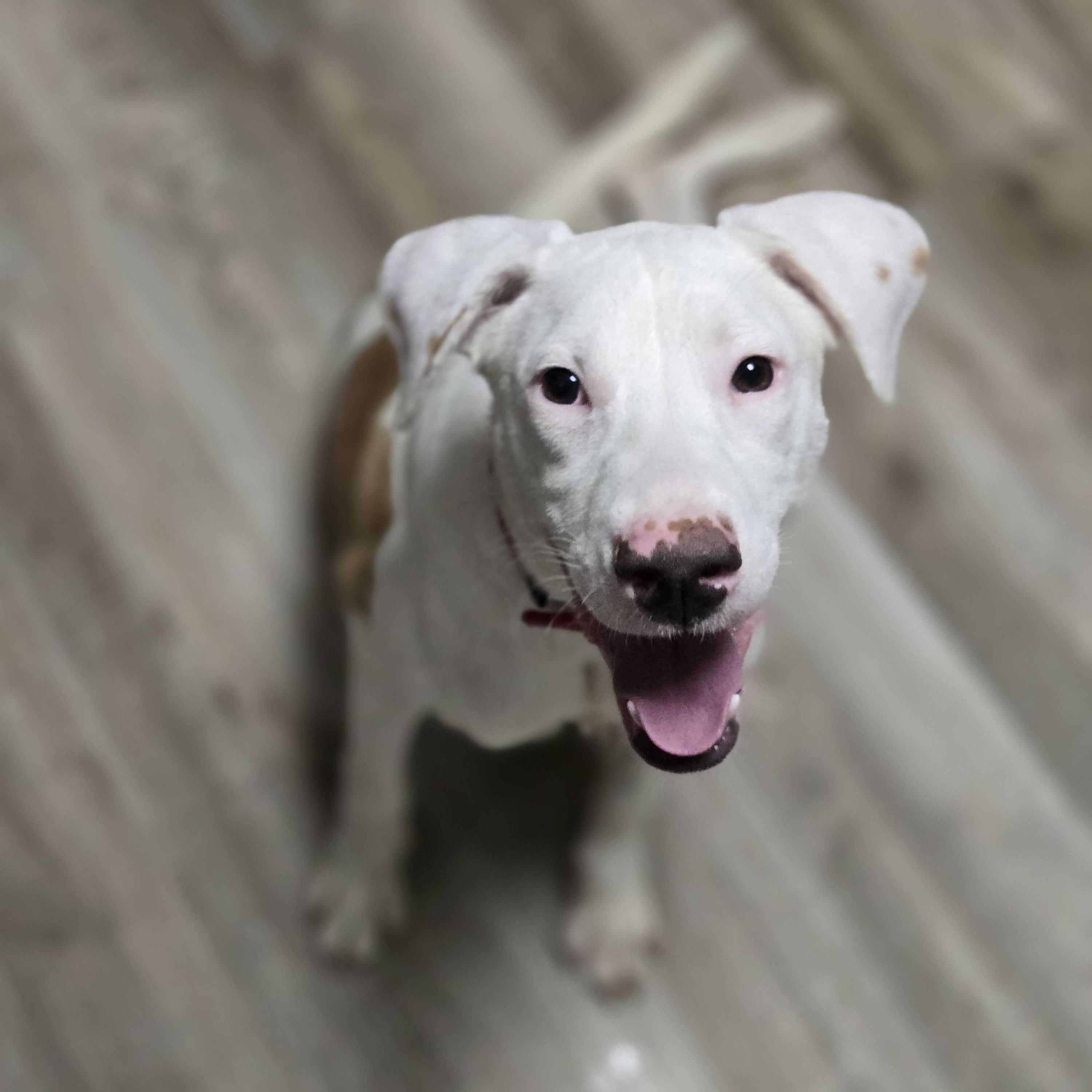 Ralph, an adoptable mixed breed in Valdosta, GA image 4/4