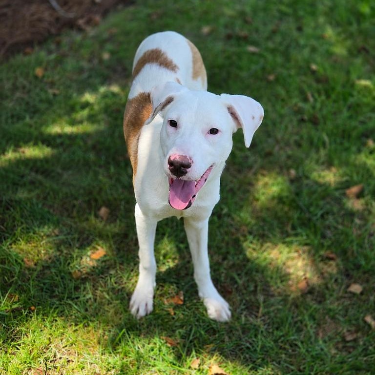 Ralph, an adoptable mixed breed in Valdosta, GA image 2/4