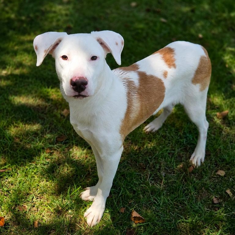 Ralph, adoptable, Puppy Male Bulldog.
