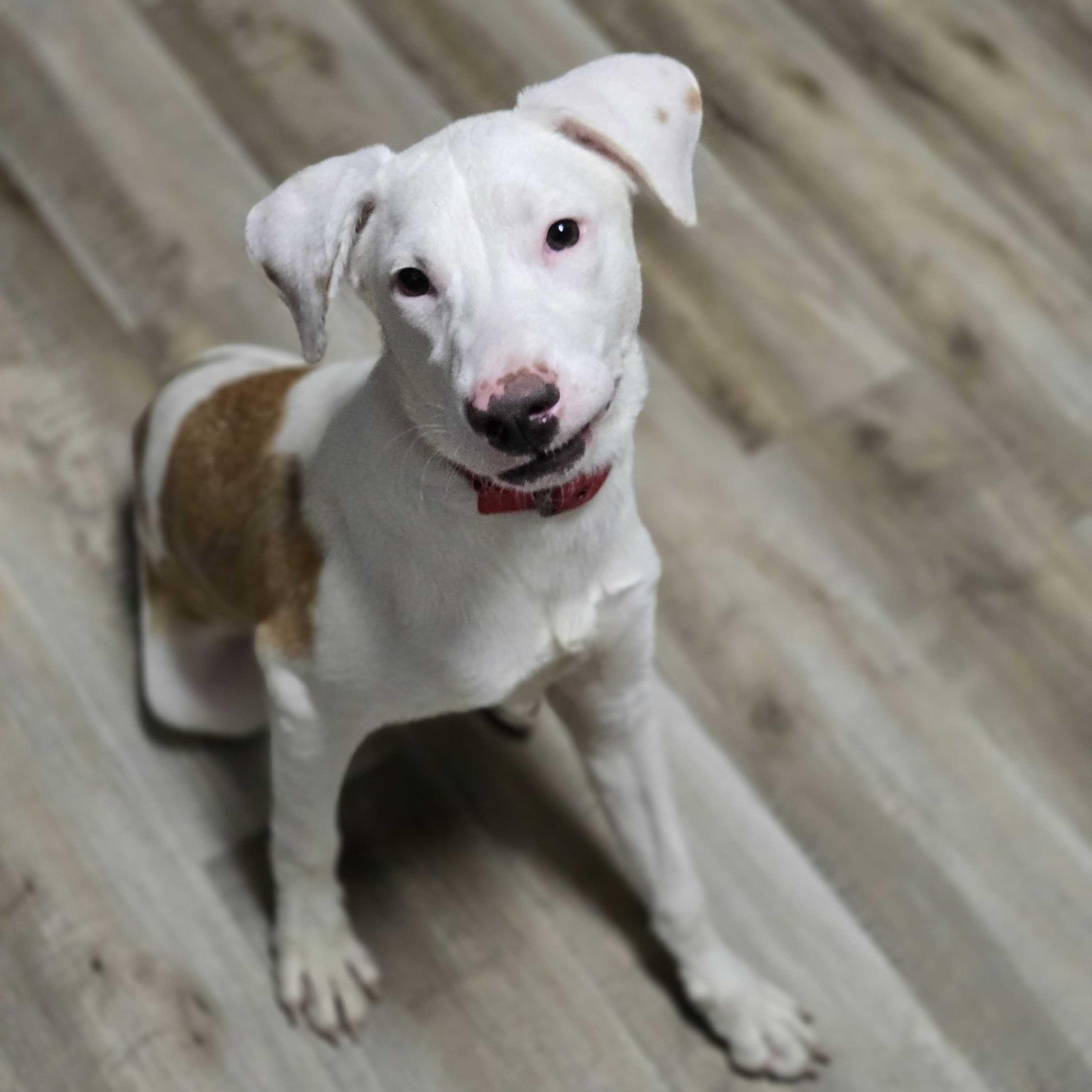 Ralph, an adoptable mixed breed in Valdosta, GA image 3/4