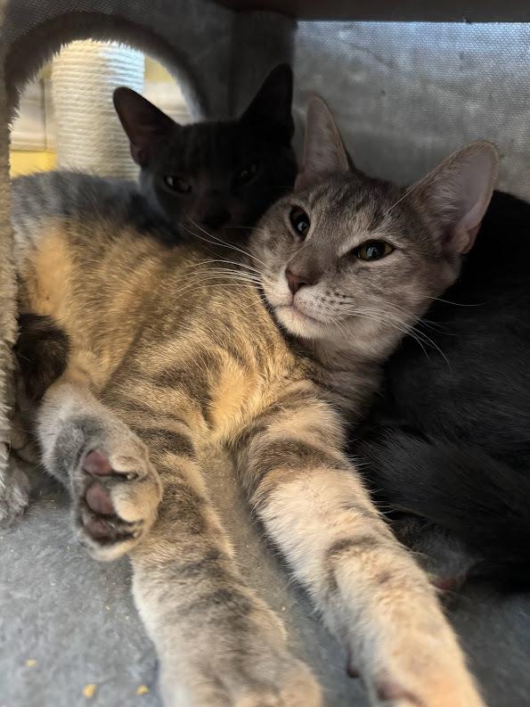 Apple, Adoptable, Young Female Domestic Short Hair.