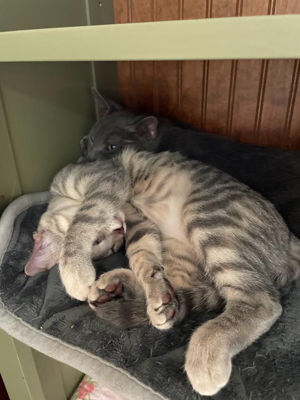 Enlarge Apple, a Adoptable Domestic Short Hair in Lake Grove, NY image 4/4