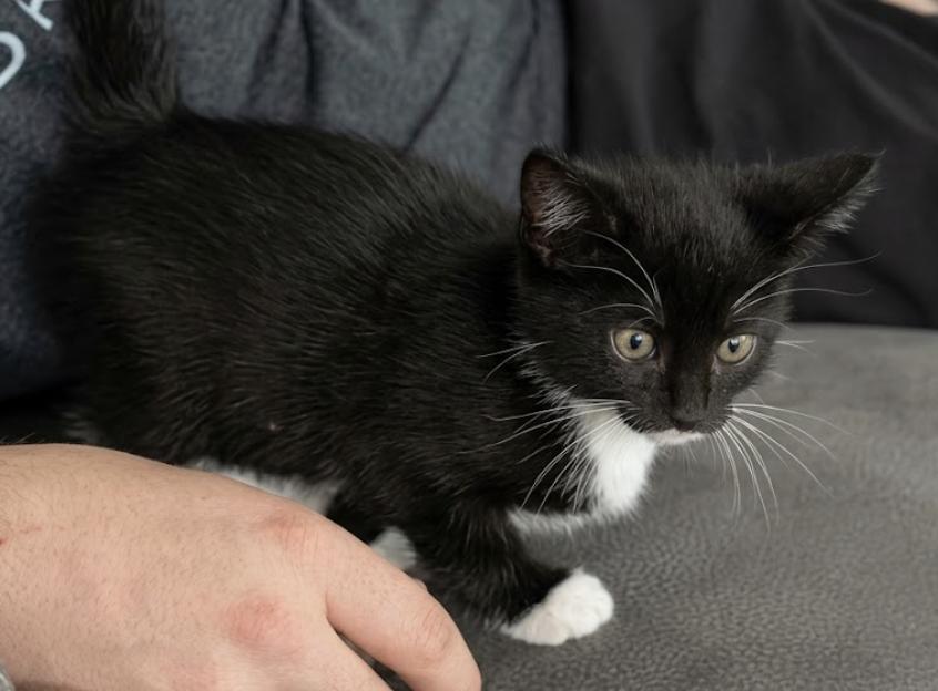 Enlarge Daisy, a ADOPTABLE Tuxedo in Houston, TX image 4/6
