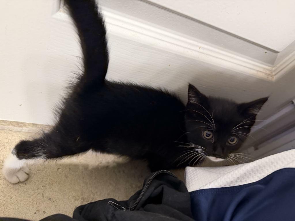 Enlarge Daisy, a ADOPTABLE Tuxedo in Houston, TX image 3/6