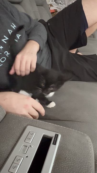 Enlarge Daisy, a ADOPTABLE Tuxedo in Houston, TX video 2/6