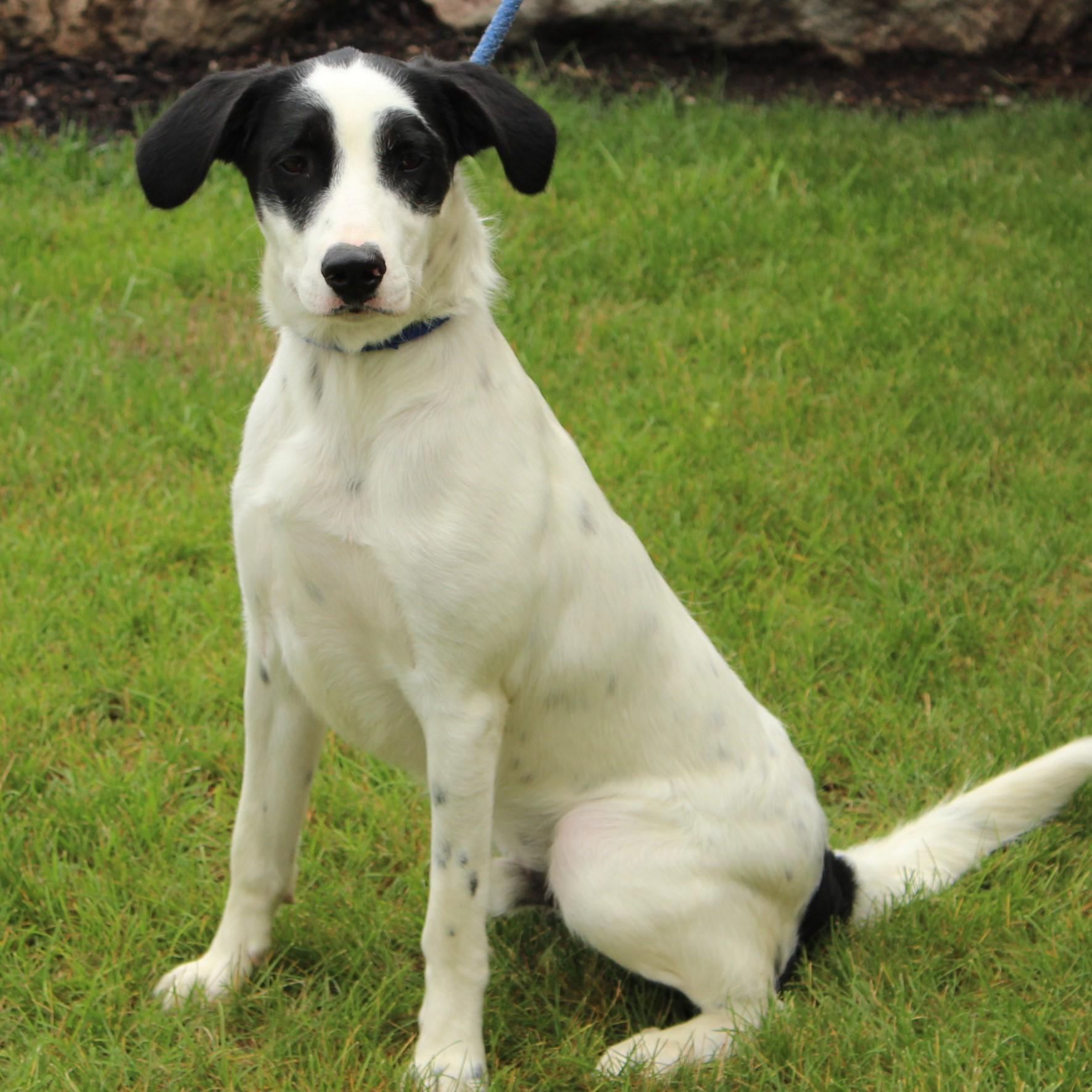 Enlarge Duncan, a Adoptable mixed breed in Eaton, OH image 3/6