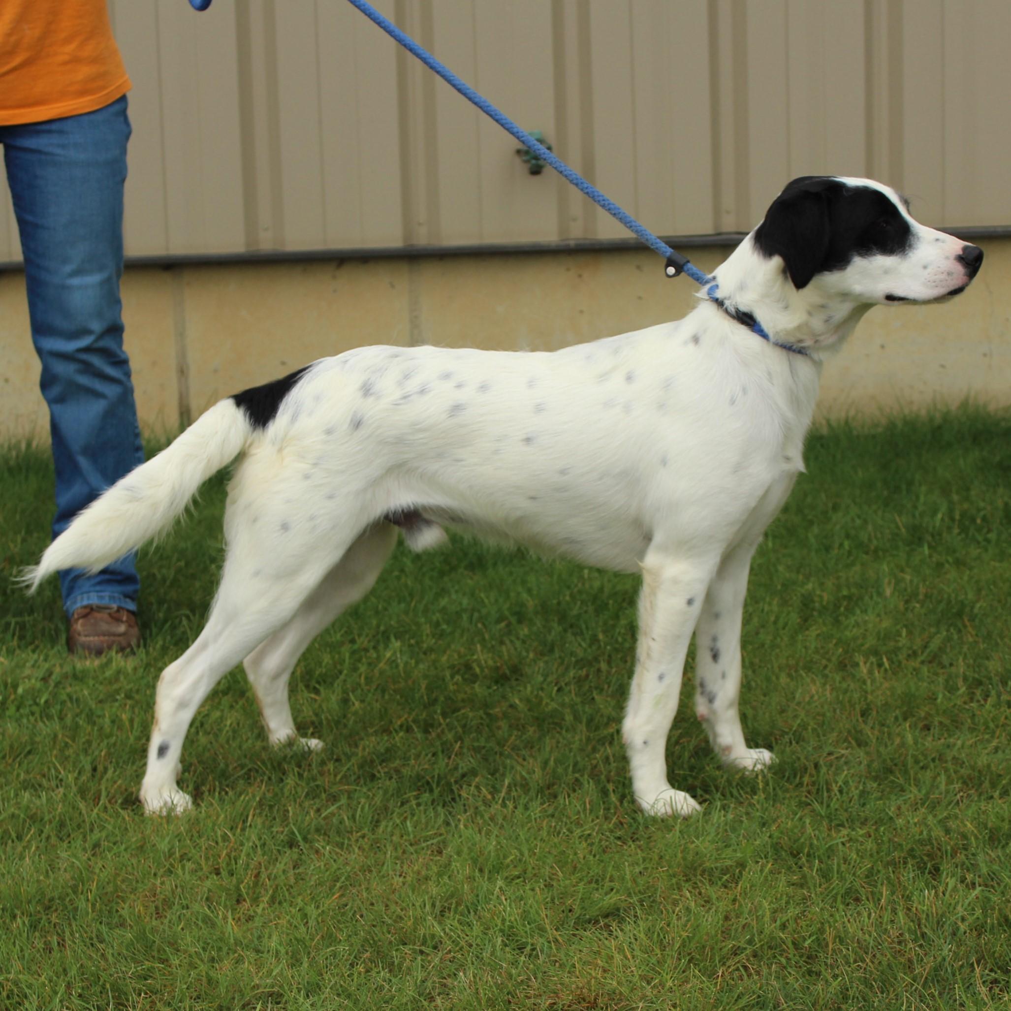 Enlarge Duncan, a Adoptable mixed breed in Eaton, OH image 6/6