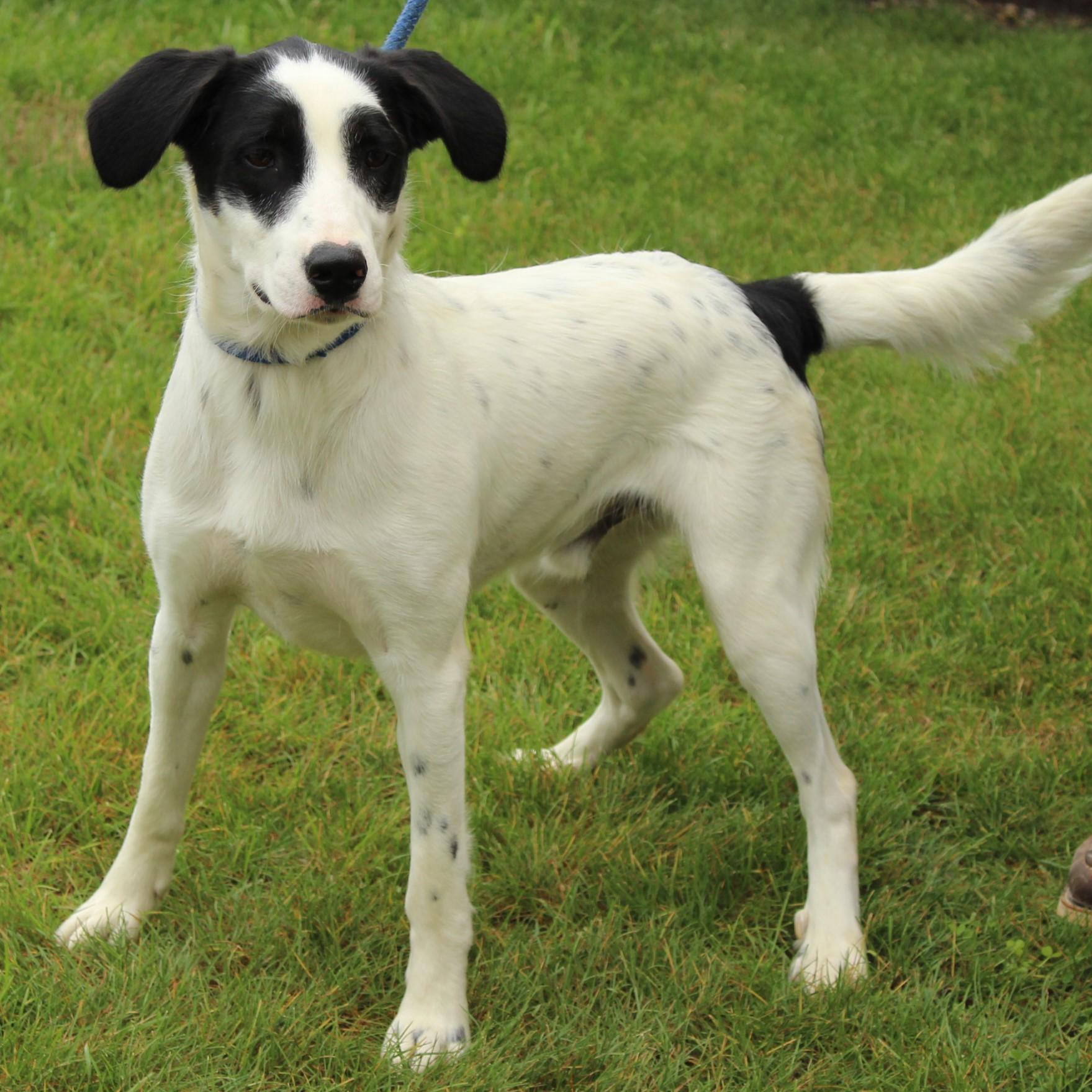 Enlarge Duncan, a Adoptable mixed breed in Eaton, OH image 5/6