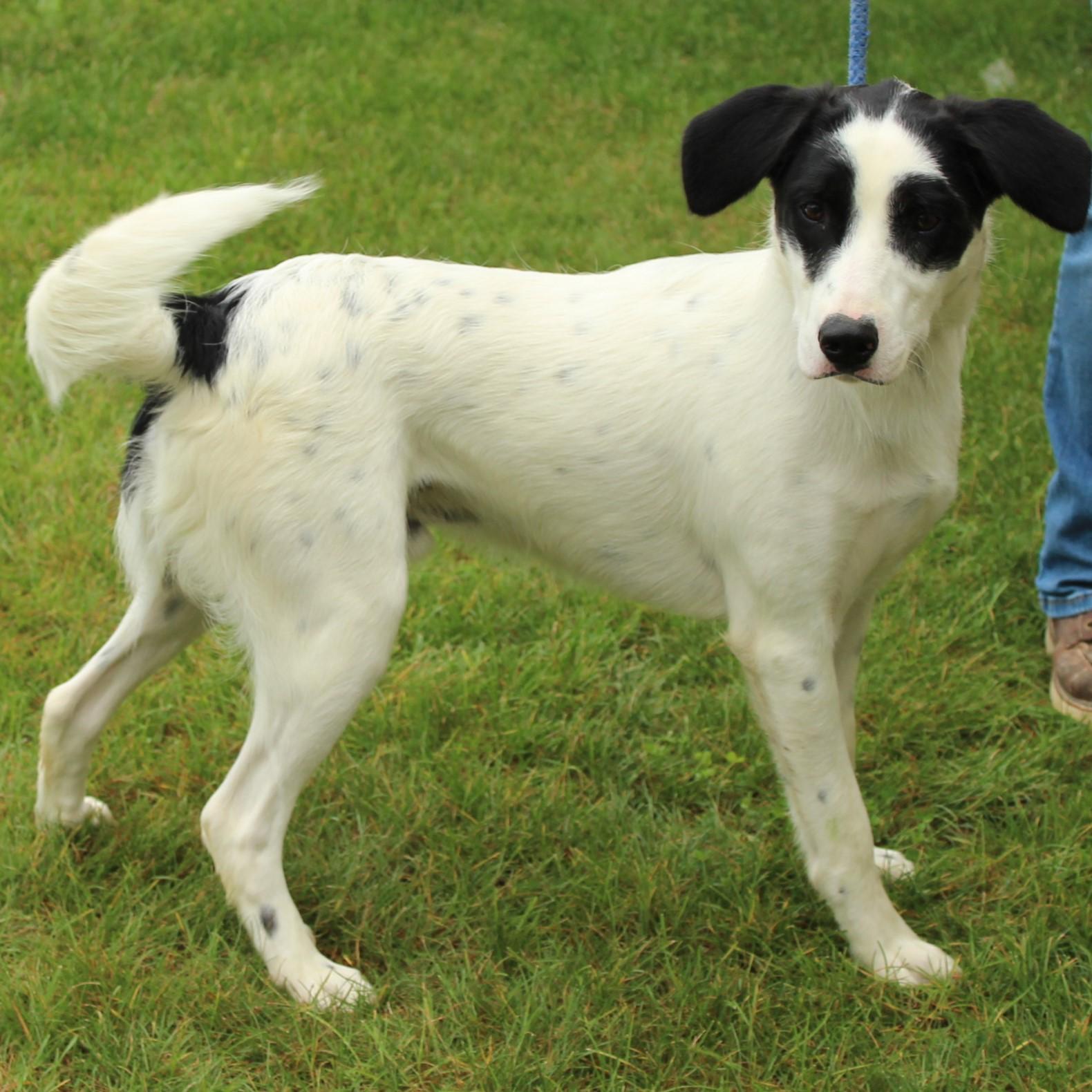 Enlarge Duncan, a Adoptable mixed breed in Eaton, OH image 4/6