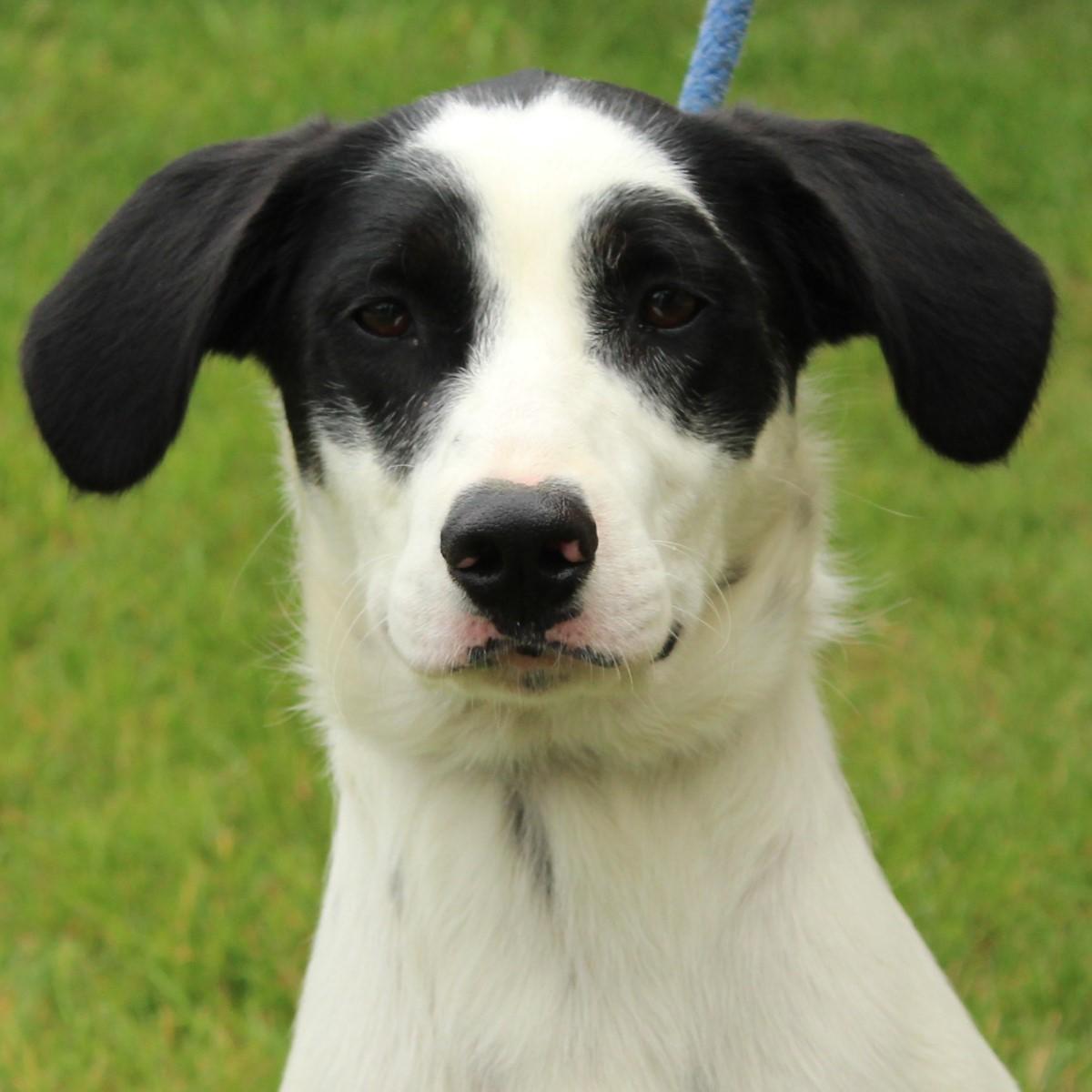 Duncan, ADOPTABLE, Young Male English Setter & Border Collie.
