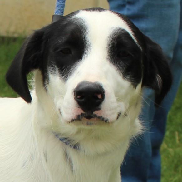 Enlarge Duncan, a Adoptable mixed breed in Eaton, OH image 2/6