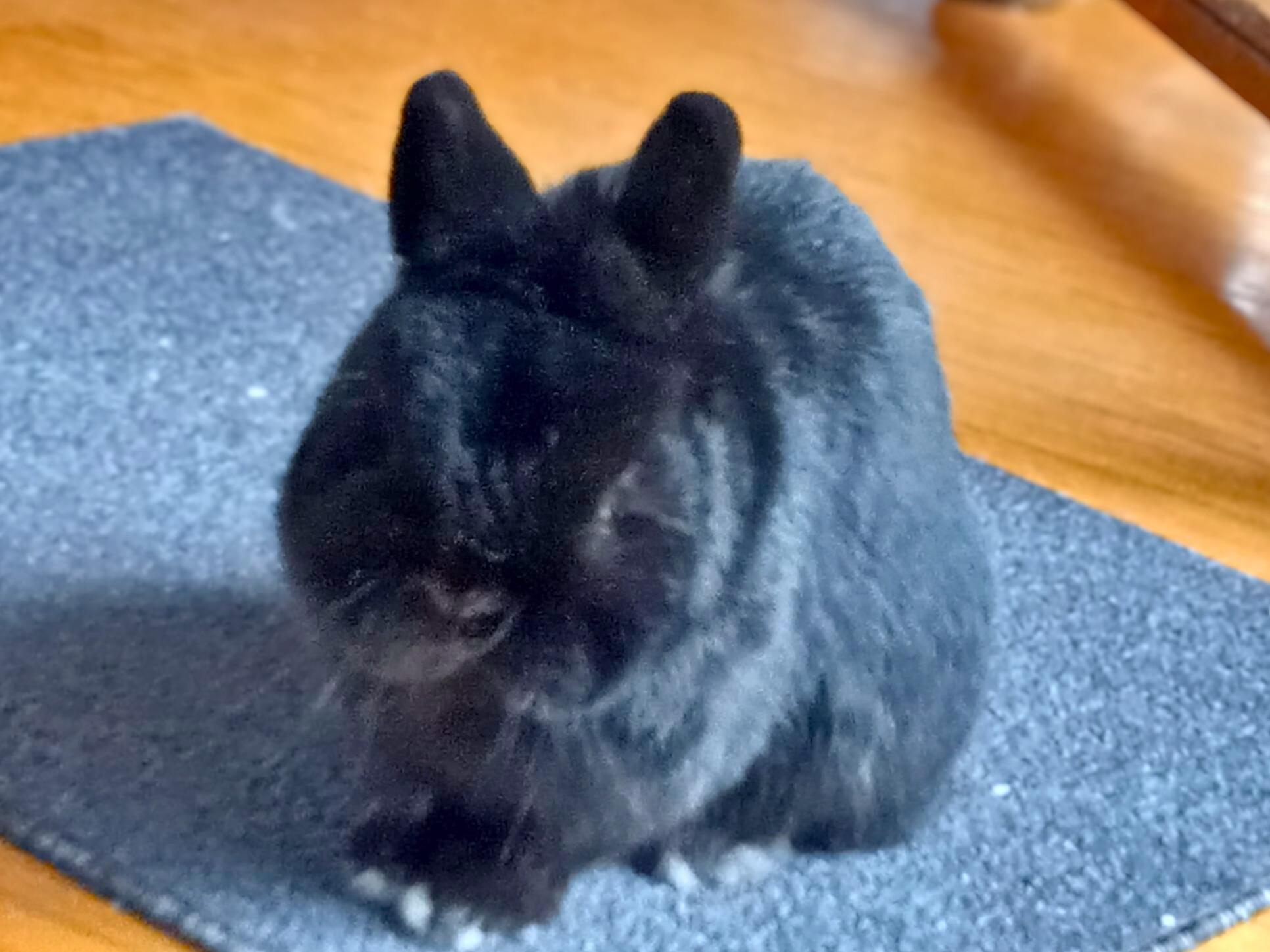 Enlarge Felix, a Adoptable Netherland Dwarf in Kemptville, ON image 1/4