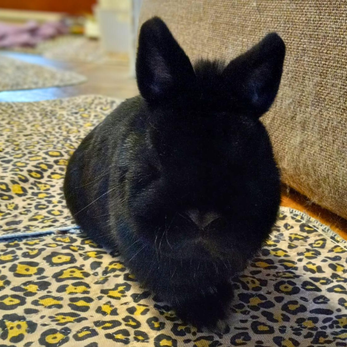 Enlarge Felix, a ADOPTABLE Netherland Dwarf in Kemptville, ON image 3/4